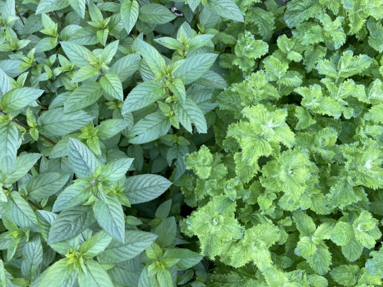 peppermint