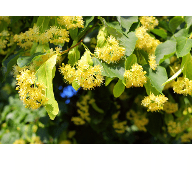 linden blossoms