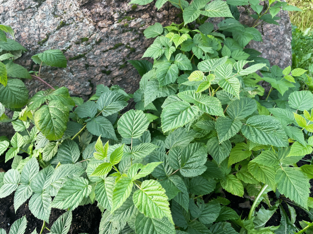 Vaarikas – metsa kalliskivi ja naiste tervise toetaja Eesti loodus on täis varjatud aardeid, millest üks tuntumaid on punane vaarikas (Rubus idaeus). Seda leiab