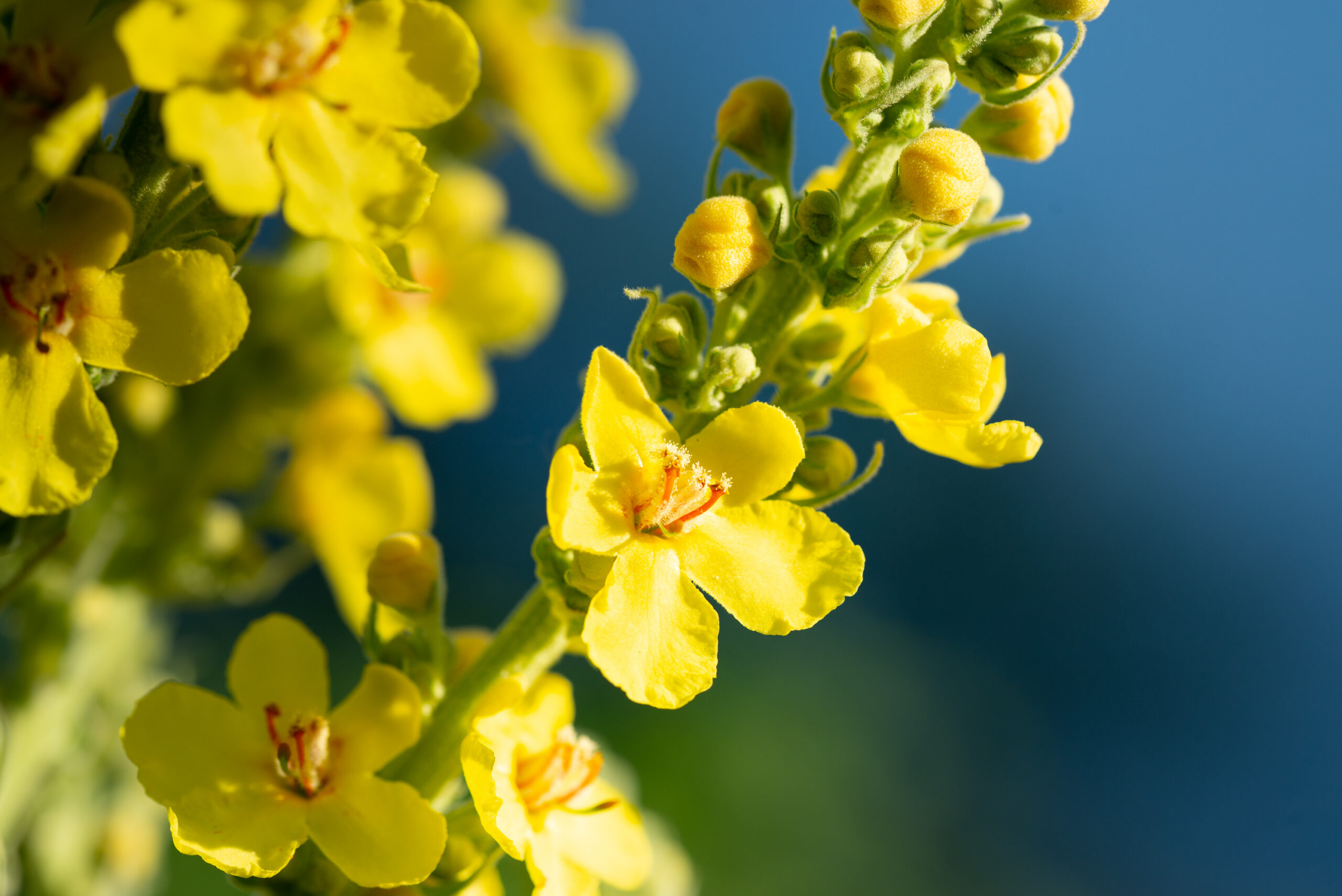 Great Mullein